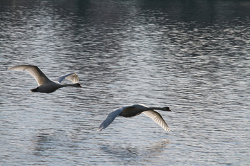 flying swan 2