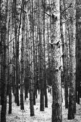 Obraz premium Abstract background. Monochrome texture. Image includes a effect the black and white