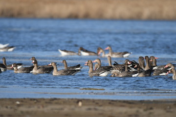 Greater White-fronted Goose (Anser albifrons) 