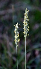 In the nature blooming ryegrass (Lolium perenne)