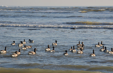 Brant goose (oies bernache cravant)  