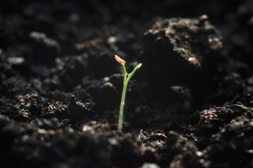 green shoots, sprouted grain sprouts - ripe and succulent herbs.