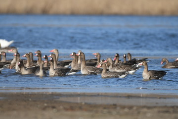 Greater White-fronted Goose (Anser albifrons) 