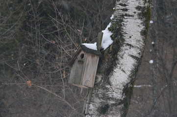 bird house on tree