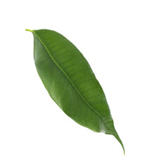 Obraz premium Fresh green ficus leaf on white background