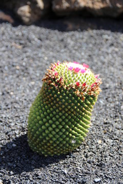 Cactus con flores