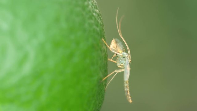 a midge is resting on the fresh lime