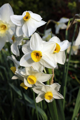 White Daffodil Spring Flowers, Narcissus Minnow