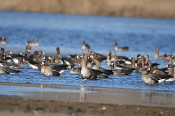 Greater White-fronted Goose (Anser albifrons) 