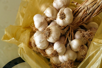 close-up of garlic and roots, a bunch of garlic,