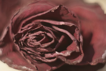 Dry Old Rose Close Up