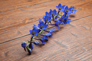 Violet flowers and buds of wild campanula on wooden table.