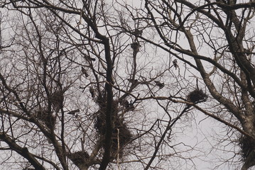 Crows nests on trees