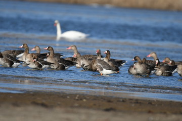 Greater White-fronted Goose (Anser albifrons) 