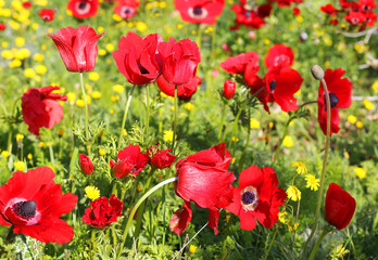 red poppies in a forest glade, spring flowering in the Lower Galilee, Israel