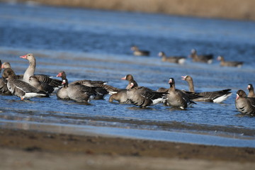 Greater White-fronted Goose (Anser albifrons) 