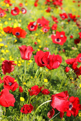 red poppies in a forest glade, spring flowering in the Lower Galilee, Israel