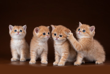 kitten playing on a brown background