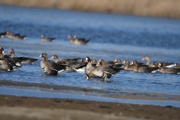 Greater White-fronted Goose (Anser albifrons) 