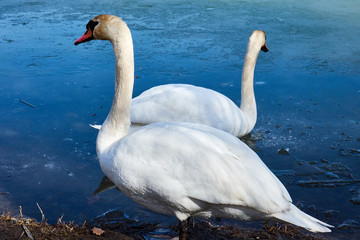 swans on the ice, balance, ice hole ,one leg , lovely