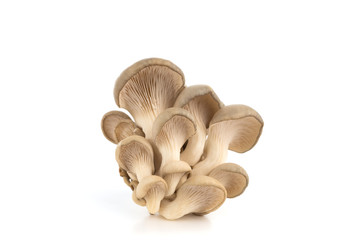 Oyster mushrooms on a white background. Fresh oyster mushrooms close-up on a white background.