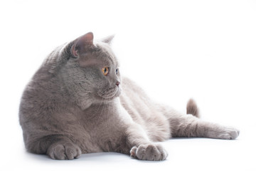 imposing british cat on a white background