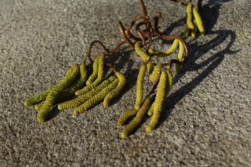 Blüten der Korkenzieherweide