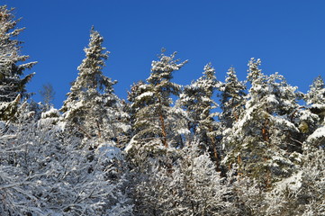 Es ist Winter. Außerhalb der Stadt. Wald