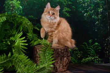 Kurilian bobtail in the jungle