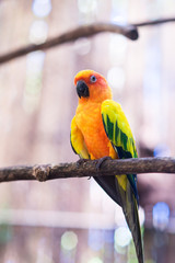 parrot on a tree