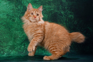 Kurilian bobtail on a green background