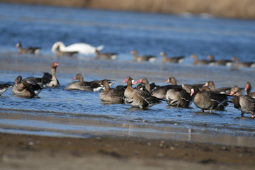 Greater White-fronted Goose (Anser albifrons) 