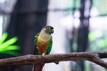 parrot on a tree