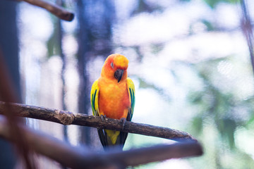 parrot on a tree