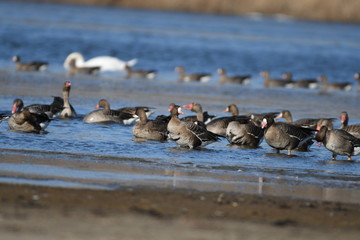 Obraz premium Greater White-fronted Goose (Anser albifrons) 
