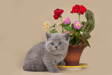 british kitten on the background of a pot with flowers