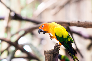 parrot on a tree