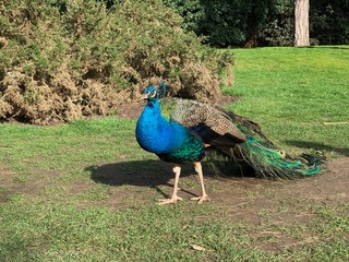 Obraz premium Peacock