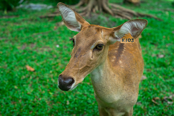 deer in the zoo