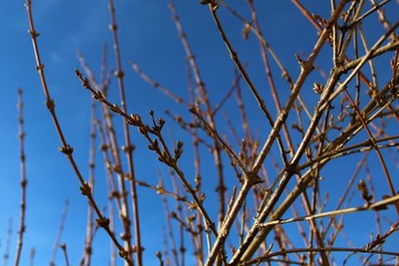 Knospen der Forsythie