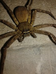 Spider