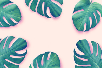 Fototapeta na wymiar Frame of leaves Monstera isolated on a pink background. Pastel concept. Frame for the presentation of works. Top view. Copy space. Flat lay.