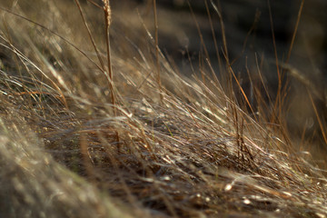 Obraz premium grass in the wind