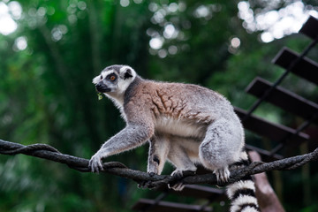 lemur on a tree