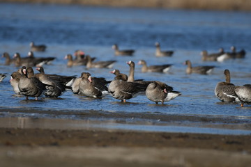 Greater White-fronted Goose (Anser albifrons) 