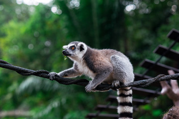 lemur on a tree © Наталья Новикова