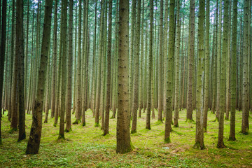 Fototapeta premium Sometimes you can`t see the forest because of all the trees.