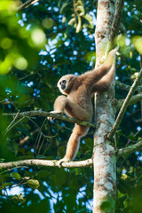 White-handed Gibbon sits on the wild tree branches.