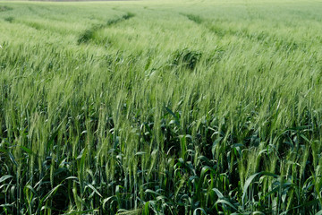 Green wheat field. Beginning of spring.