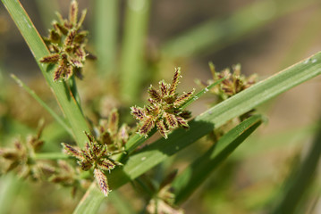 Cyperus fuscus